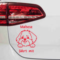aufkleber-hunderasse-maltese-faehrt-mit-rot