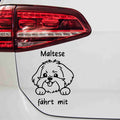 aufkleber-hunderasse-maltese-faehrt-mit-schwarz